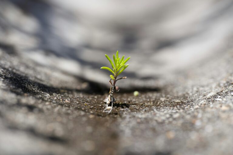 Close-up of a small green sprout pushing through a concrete crack, symbolizing resilience.